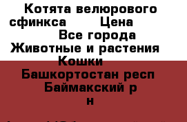 Котята велюрового сфинкса. .. › Цена ­ 15 000 - Все города Животные и растения » Кошки   . Башкортостан респ.,Баймакский р-н